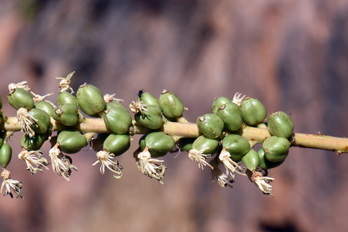 The fruits of Toumey's Agave are known as capsules and each capsule contains numerous seeds. Agave toumeyana The fruits of Toumey's Agave are known as capsules and each capsule contains numerous seeds. Agave toumeyana